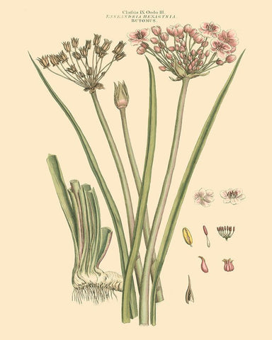 Blushing Pink Florals VIII Black Ornate Wood Framed Art Print with Double Matting by Miller, John