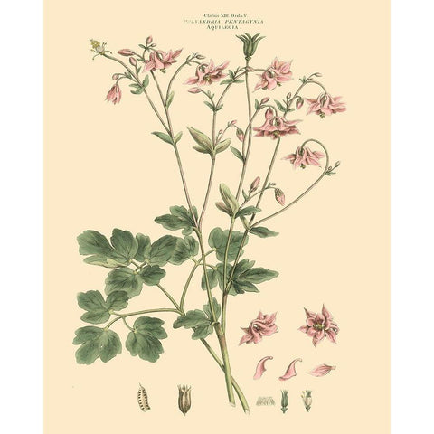 Blushing Pink Florals IX Gold Ornate Wood Framed Art Print with Double Matting by Miller, John