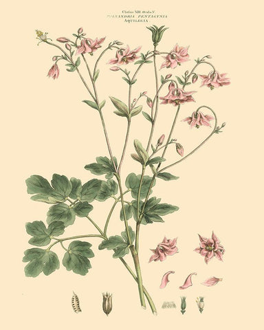 Blushing Pink Florals IX White Modern Wood Framed Art Print with Double Matting by Miller, John