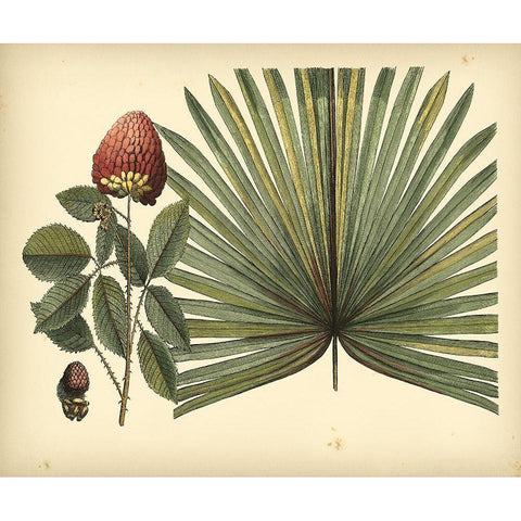 Antique Brazilian Palm Gold Ornate Wood Framed Art Print with Double Matting by Sloane, Sir Hans