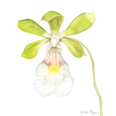 Orchid Beauty I White Modern Wood Framed Art Print by Goldberger, Jennifer