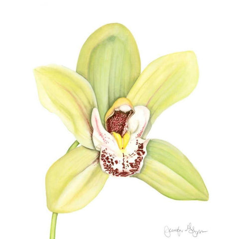 Orchid Beauty II White Modern Wood Framed Art Print by Goldberger, Jennifer