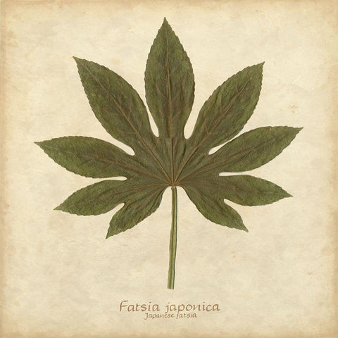 Japanese Fatsia Black Modern Wood Framed Art Print with Double Matting by Davis, Becky