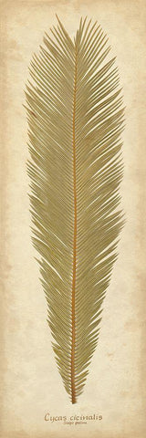 Sago Palm I White Modern Wood Framed Art Print with Double Matting by Davis, Becky