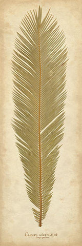 Sago Palm II Black Ornate Wood Framed Art Print with Double Matting by Davis, Becky