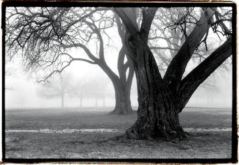 Strength - Beauty Black Ornate Wood Framed Art Print with Double Matting by DeNardo, Laura