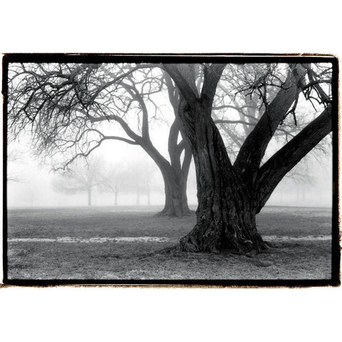 Strength - Beauty White Modern Wood Framed Art Print by DeNardo, Laura