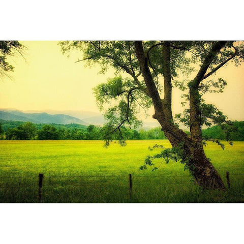 Morning at the Cove I Black Modern Wood Framed Art Print by Head, Danny