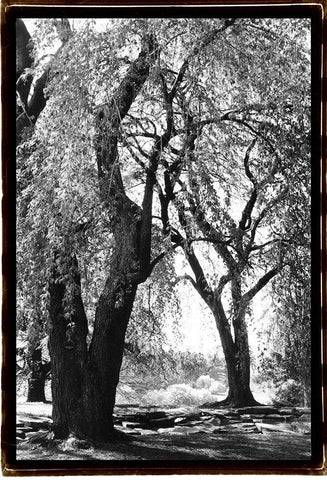 Summer Shade III White Modern Wood Framed Art Print with Double Matting by DeNardo, Laura