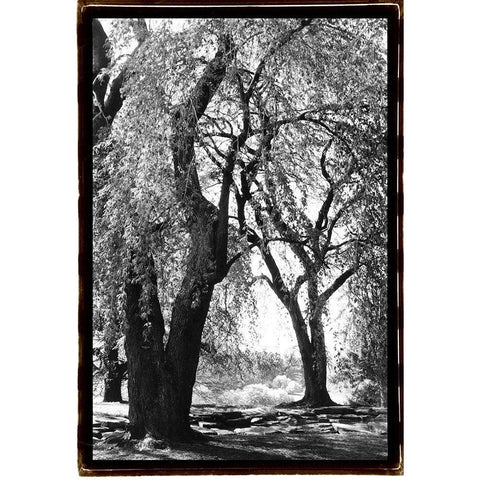 Summer Shade III White Modern Wood Framed Art Print by DeNardo, Laura