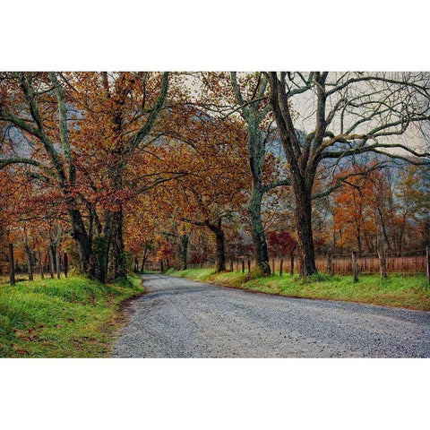 Morning on Sparks Lane I Black Modern Wood Framed Art Print by Head, Danny