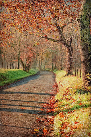 Morning on Sparks Lane III White Modern Wood Framed Art Print with Double Matting by Head, Danny