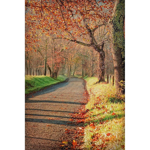 Morning on Sparks Lane III Black Modern Wood Framed Art Print by Head, Danny