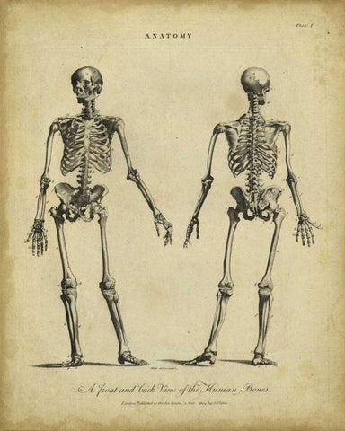 Anatomy Study I Black Ornate Wood Framed Art Print with Double Matting by Wilkes