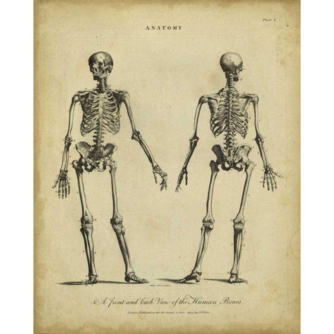 Anatomy Study I Black Modern Wood Framed Art Print with Double Matting by Wilkes