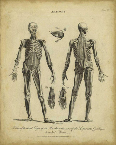Anatomy Study II White Modern Wood Framed Art Print with Double Matting by Wilkes