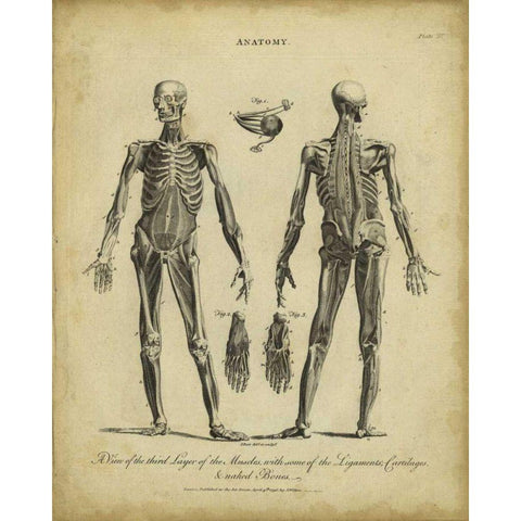 Anatomy Study II Black Modern Wood Framed Art Print by Wilkes
