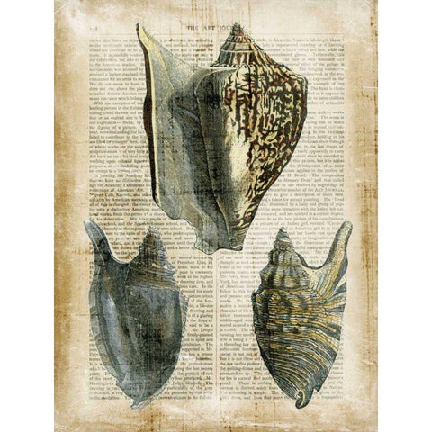 Antiquarian Seashells I Black Modern Wood Framed Art Print with Double Matting by Vision Studio
