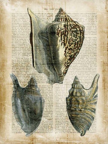 Antiquarian Seashells I Black Ornate Wood Framed Art Print with Double Matting by Vision Studio