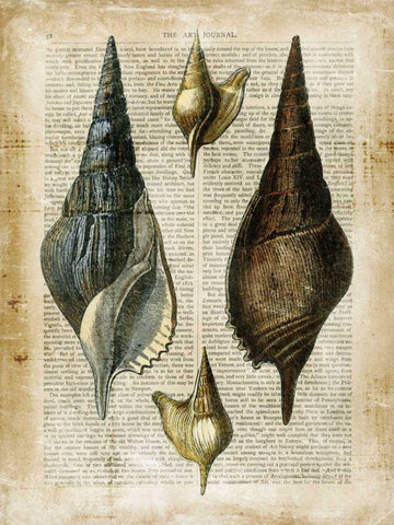Antiquarian Seashells II Black Ornate Wood Framed Art Print with Double Matting by Vision Studio