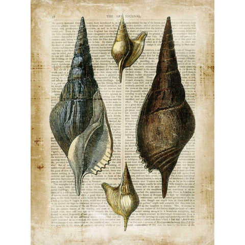 Antiquarian Seashells II Black Modern Wood Framed Art Print by Vision Studio