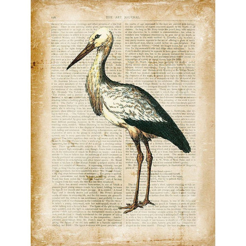 Antiquarian Birds II Black Modern Wood Framed Art Print with Double Matting by Vision Studio