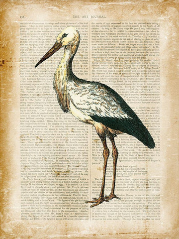 Antiquarian Birds II White Modern Wood Framed Art Print with Double Matting by Vision Studio