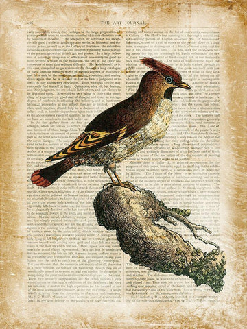 Antiquarian Birds III White Modern Wood Framed Art Print with Double Matting by Vision Studio