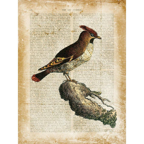 Antiquarian Birds III White Modern Wood Framed Art Print by Vision Studio
