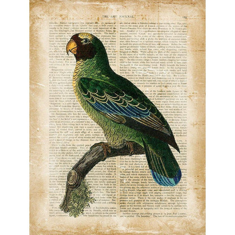 Antiquarian Birds VI Gold Ornate Wood Framed Art Print with Double Matting by Vision Studio