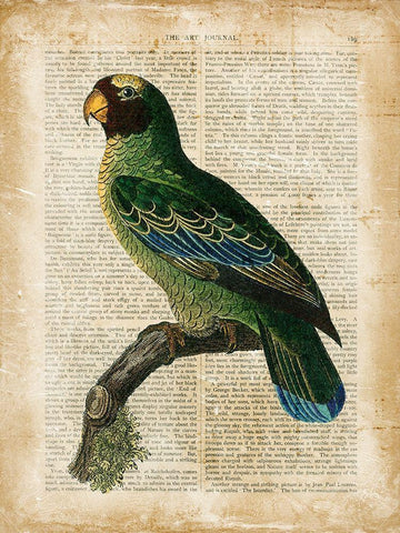 Antiquarian Birds VI Black Ornate Wood Framed Art Print with Double Matting by Vision Studio