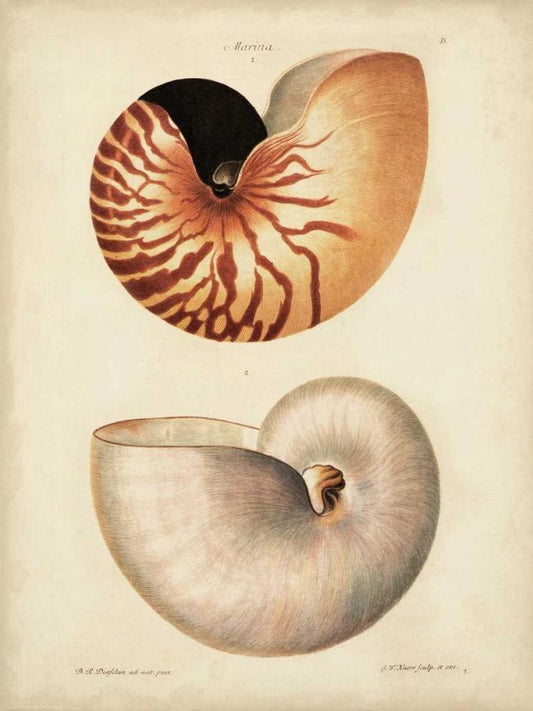 Image Only