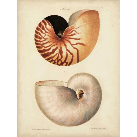 Antique Nautilus I Black Modern Wood Framed Art Print with Double Matting by Knorr