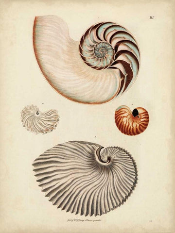 Antique Nautilus II Black Ornate Wood Framed Art Print with Double Matting by Knorr