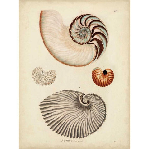 Antique Nautilus II Gold Ornate Wood Framed Art Print with Double Matting by Knorr