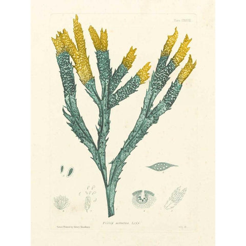 Luminous Seaweed I Gold Ornate Wood Framed Art Print with Double Matting by Bradbury, Henry