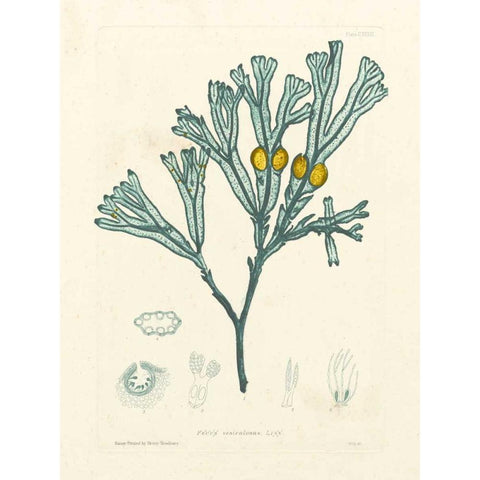 Luminous Seaweed II Gold Ornate Wood Framed Art Print with Double Matting by Bradbury, Henry