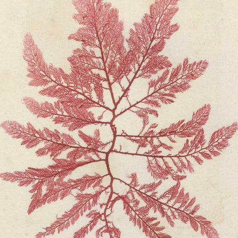 Brilliant Seaweed I White Modern Wood Framed Art Print with Double Matting by Vision Studio