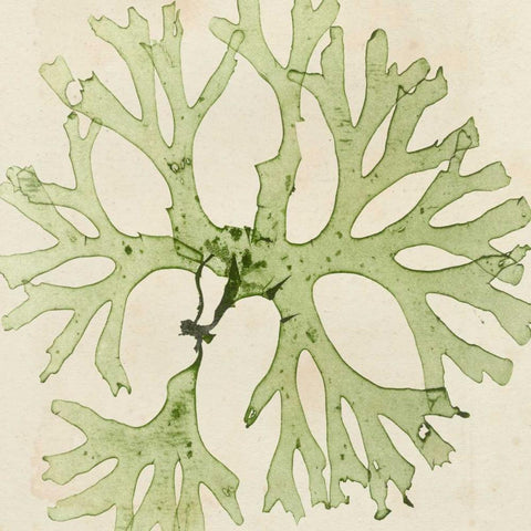 Brilliant Seaweed III Gold Ornate Wood Framed Art Print with Double Matting by Vision Studio