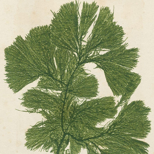 Image Only