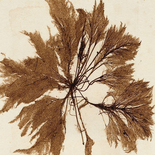 Image Only