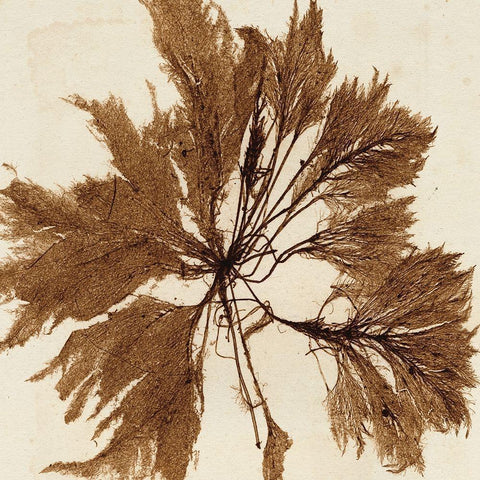 Brilliant Seaweed VI White Modern Wood Framed Art Print by Vision Studio