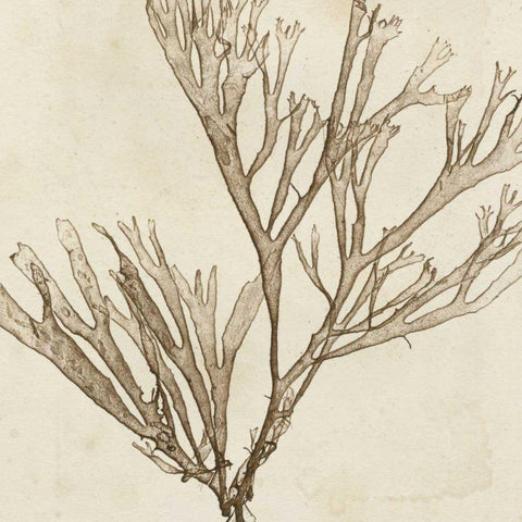 Brilliant Seaweed VII Black Modern Wood Framed Art Print with Double Matting by Vision Studio