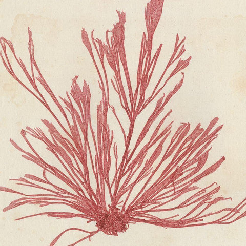 Brilliant Seaweed IX Black Ornate Wood Framed Art Print with Double Matting by Vision Studio