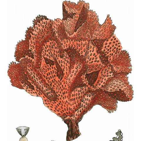 Red Coral IV Black Modern Wood Framed Art Print by Vision Studio