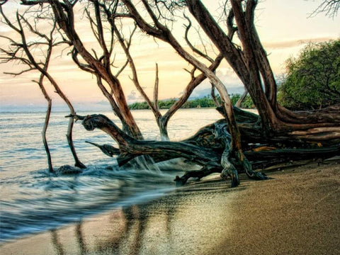 Reaching for the Sea I Black Ornate Wood Framed Art Print with Double Matting by Head, Danny