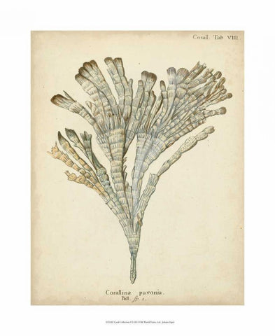 Coral Collection I White Modern Wood Framed Art Print with Double Matting by Esper, Johann