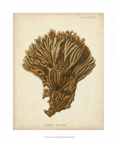 Coral Collection VI Black Ornate Wood Framed Art Print with Double Matting by Esper, Johann