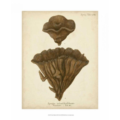 Coral Collection VIII Gold Ornate Wood Framed Art Print with Double Matting by Esper, Johann