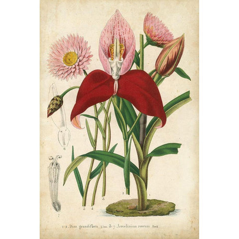 Summer Medley V Gold Ornate Wood Framed Art Print with Double Matting by Severeyns